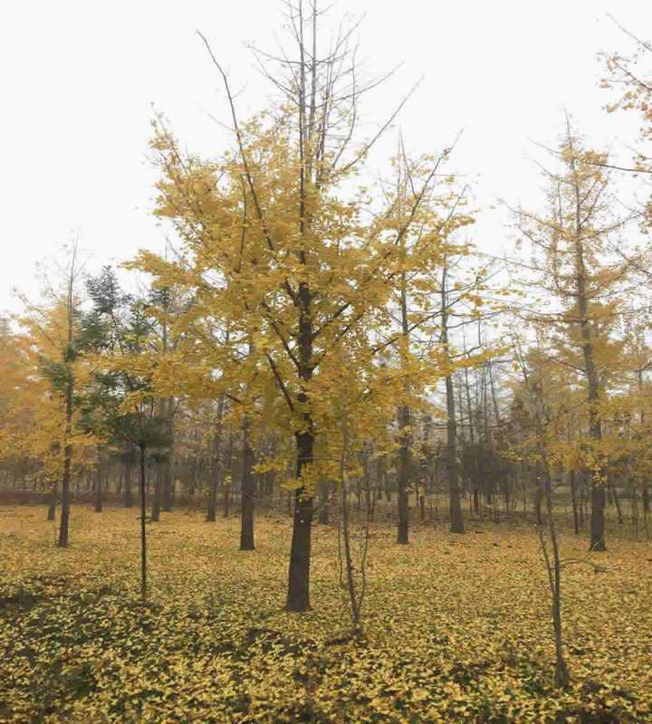 秋天银杏树黄叶