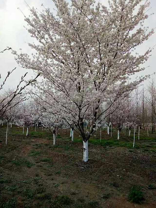 樱花树图片（二）